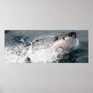 Great White Shark Poster