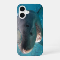 Great White Shark Smile Teeth Portrait Australia