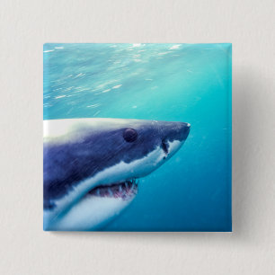 Great White Shark   South Africa 15 Cm Square Badge