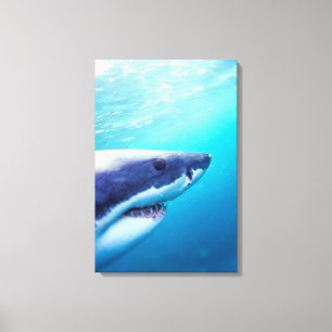Great White Shark South Africa Canvas Print