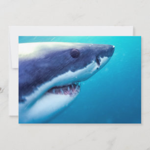 Great White Shark South Africa Card