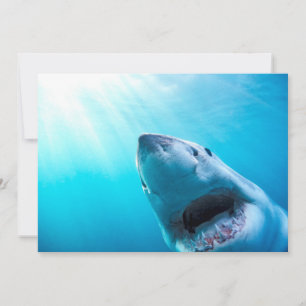 Great White Shark South Africa Card
