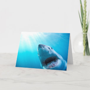Great White Shark South Africa Card
