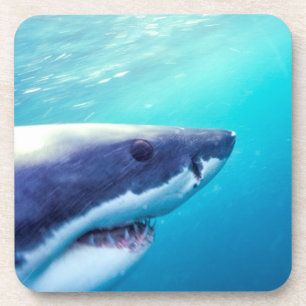 Great White Shark   South Africa Coaster