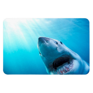 Great White Shark   South Africa Magnet