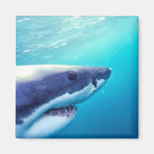 Great White Shark   South Africa Magnet