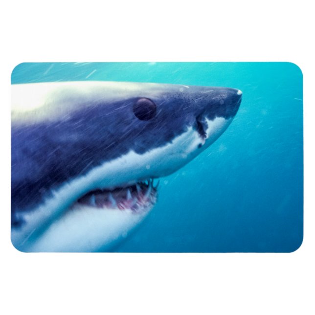 Great White Shark | South Africa Magnet (Horizontal)