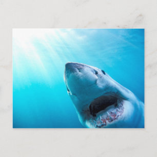Great White Shark   South Africa Postcard
