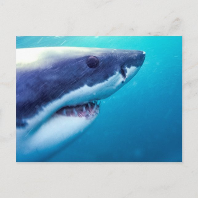 Great White Shark | South Africa Postcard (Front)