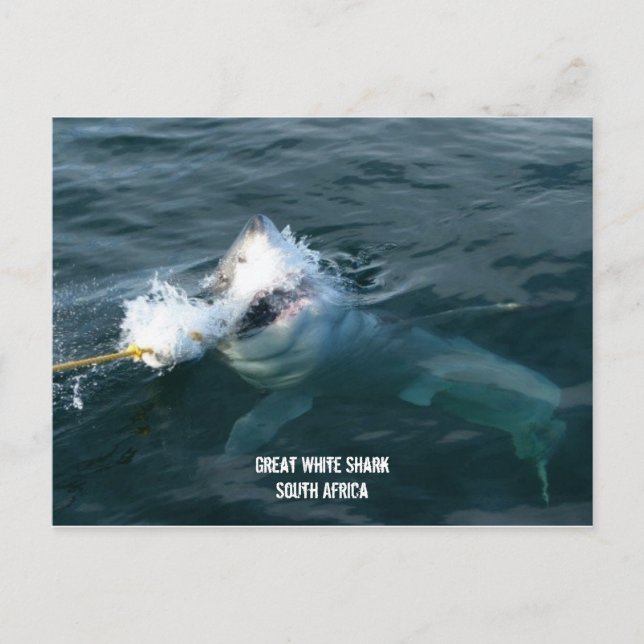 Great White Shark - South Africa Postcard (Front)