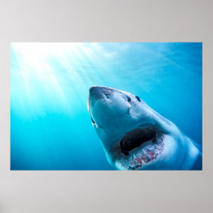 Great White Shark   South Africa Poster