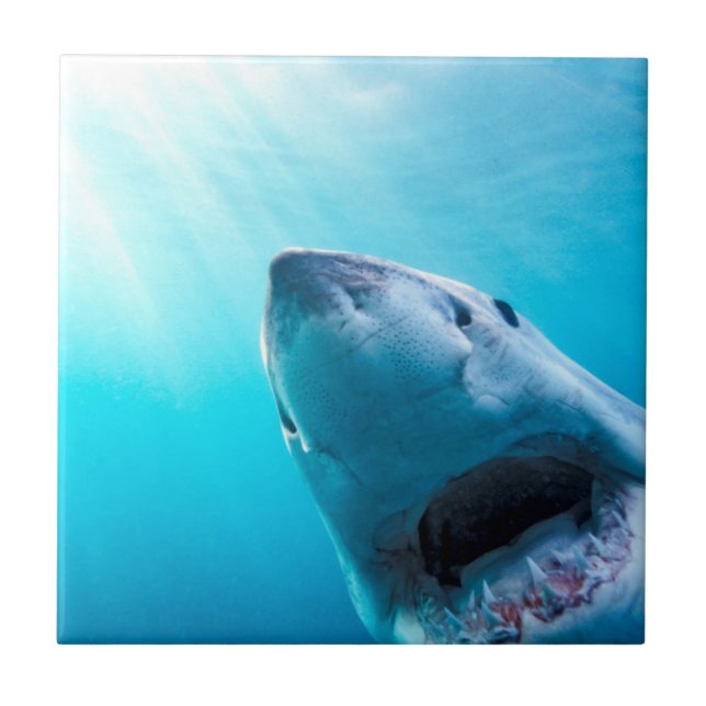 Great White Shark | South Africa Tile (Front)