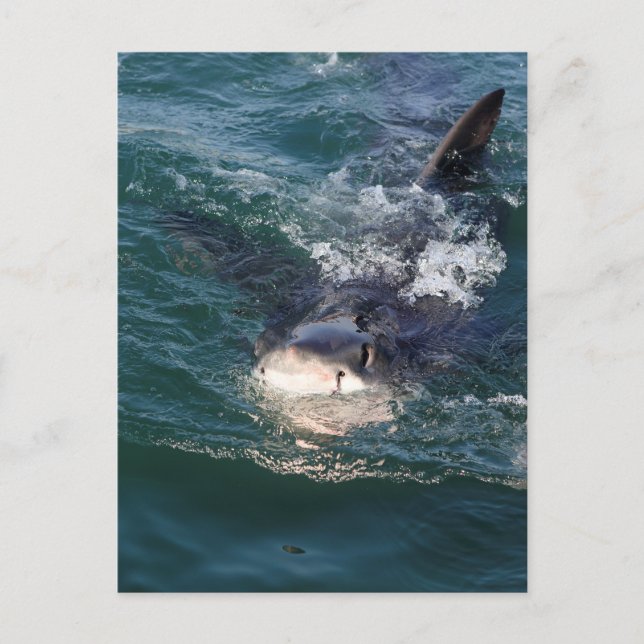 Great white shark spy hopping postcard (Front)