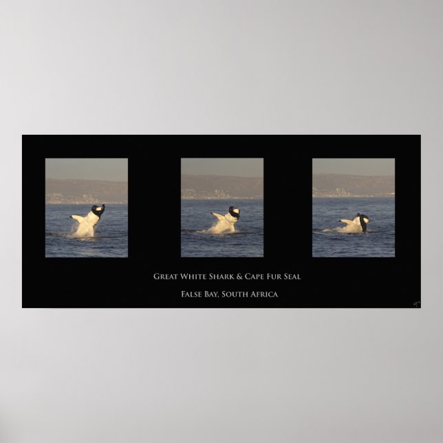 Great White Takes Seal Poster (Front)