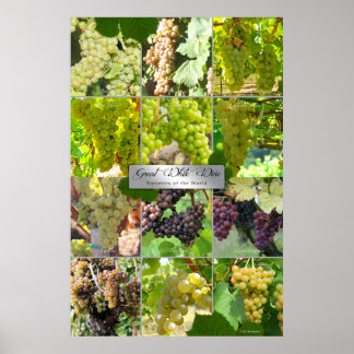 Great White Wine Varieties Of the World Poster