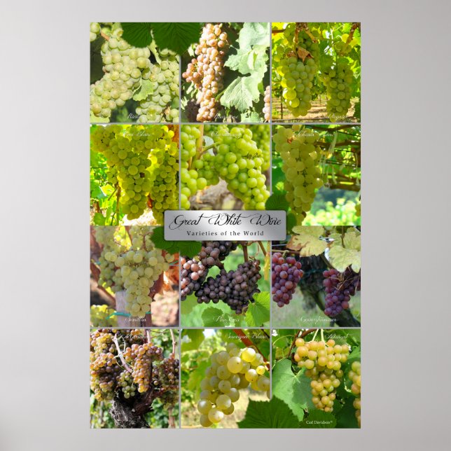 Great White Wine Varieties Of the World Poster (Front)