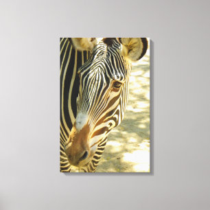 Great Zebra Wrapped Canvas! Canvas Print
