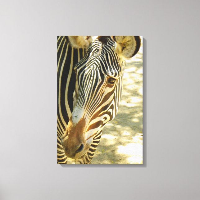 Great Zebra Wrapped Canvas! Canvas Print (Front)