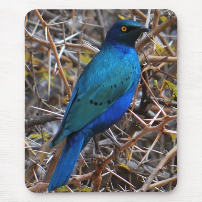 Greater Blue Eared Starling bird Mouse Mat (Front)
