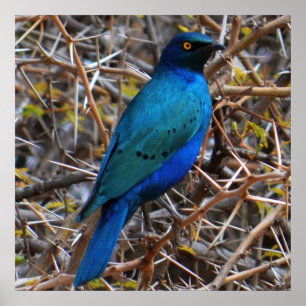 Greater Blue Eared Starling bird  Poster