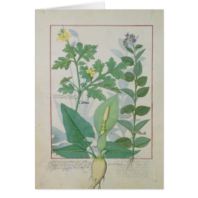 Greater Celandine or Poppy (Front)