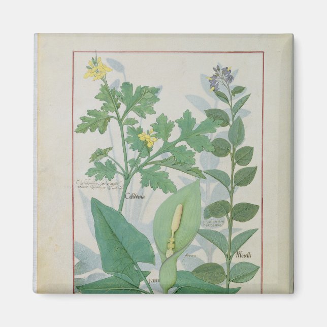 Greater Celandine or Poppy Magnet (Front)
