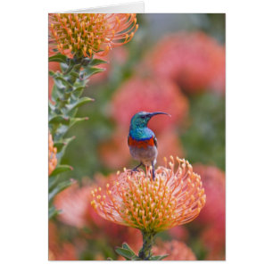 Greater Double-collared Sunbird