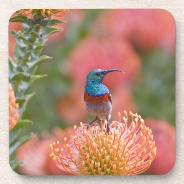 Greater Double-collared Sunbird Coaster (Front)