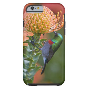 Greater Double-collared Sunbird feeds on 3 Tough iPhone 6 Case