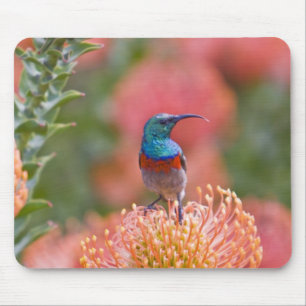 Greater Double-collared Sunbird Mouse Mat