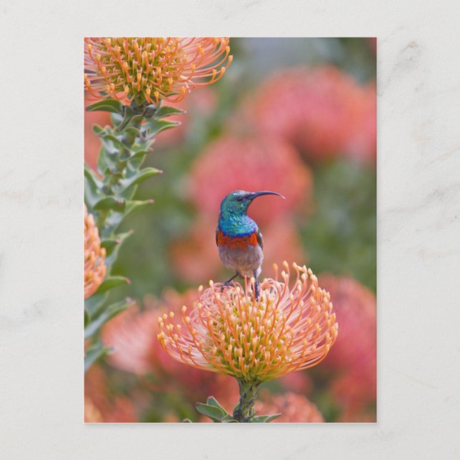 Greater Double-collared Sunbird Postcard (Front)