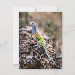 Greater Earless Lizard Postcard