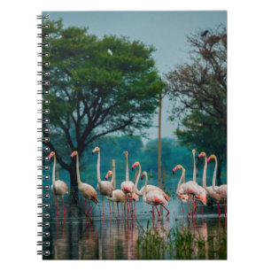 Greater flamingo flock in natural habitat. A natur Notebook