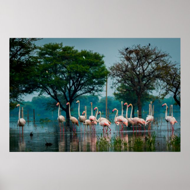 Greater flamingo flock in natural habitat. A natur Poster (Front)
