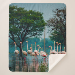 Greater flamingo flock in natural habitat. A natur Sherpa Blanket