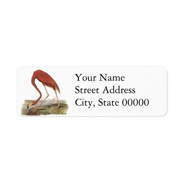 Greater Flamingo, John Audubon (Front)