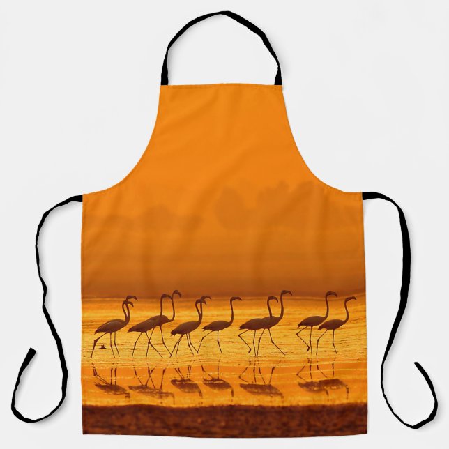Greater Flamingo ( Phoenicopterus roseus) walking  Apron (Front)