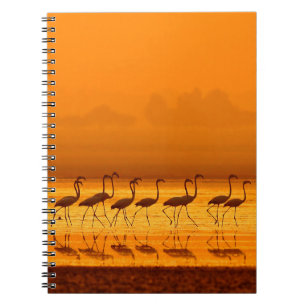 Greater Flamingo ( Phoenicopterus roseus) walking Notebook