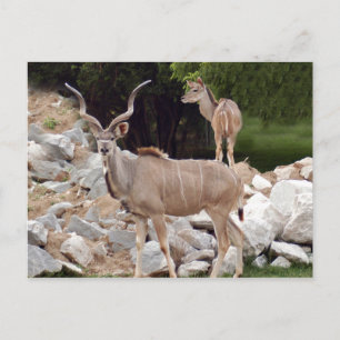 greater-kudu-10 postcard