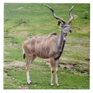 greater-kudu-4 tile