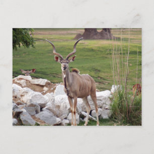 greater-kudu-6 postcard