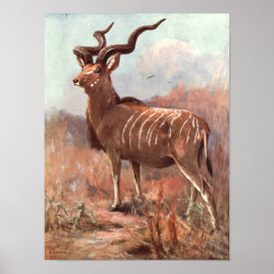 Greater Kudu Antelope by Swan, Vintage Wild Animal Poster