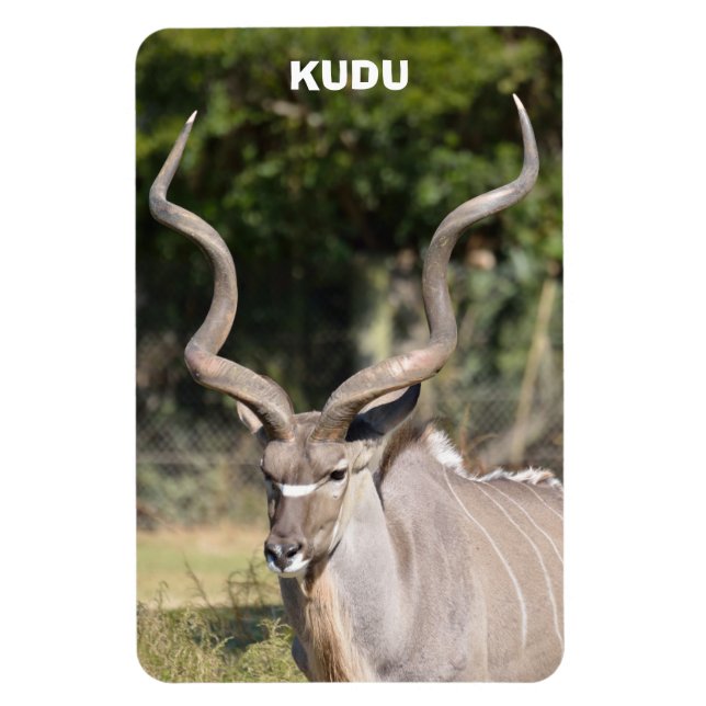Greater Kudu Magnet (Vertical)