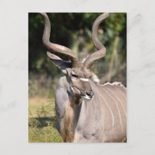 Greater Kudu Postcard