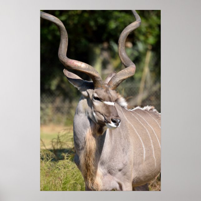 Greater Kudu Poster (Front)