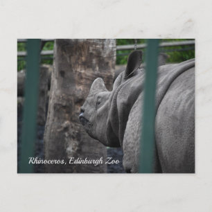 Greater One-Horned Rhinoceros at Edinburgh Zoo Postcard