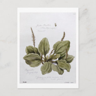Greater Plantain, painted at Bayswater, 24th July Postcard