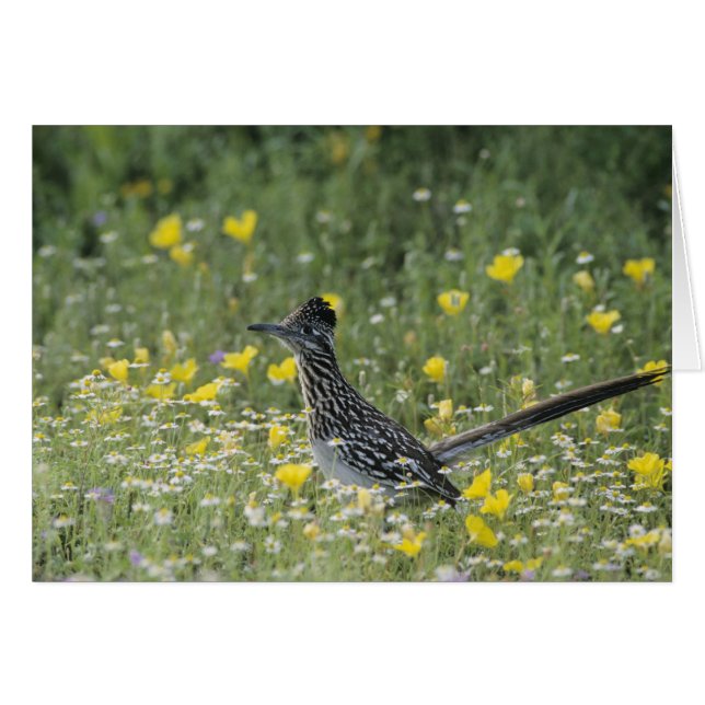 Greater Roadrunner, Geococcyx californianus, (Front Horizontal)