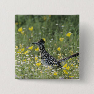 Greater Roadrunner, Geococcyx californianus, 15 Cm Square Badge