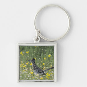 Greater Roadrunner, Geococcyx californianus, Key Ring